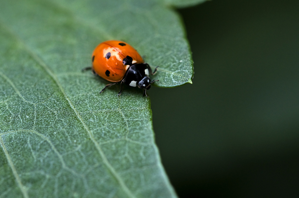 ladybird